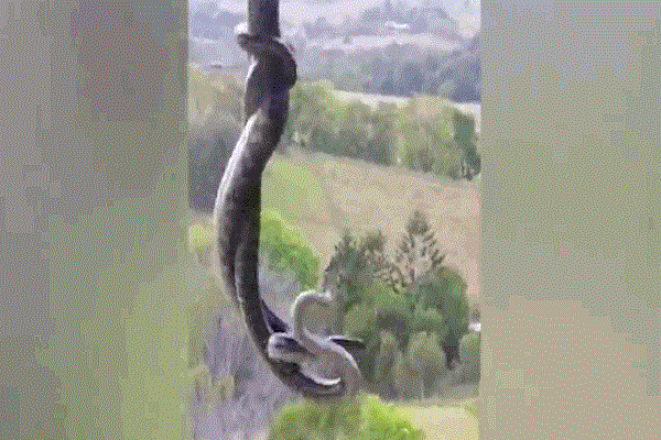 Clip: Mải giao chiến, 2 con rắn rơi khỏi mái nhà