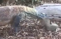 Video: Kỳ đà "làm thịt" sóc con nhanh như chảo chớp