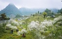 Hoa mận nở trắng trời ở miền Tây Nghệ An chờ đón Tết 