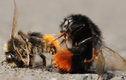 Đàn ong đàn áp quyết liệt với đối thủ