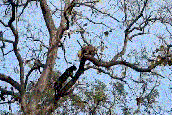 Video: Báo đen đối mặt báo gấm trên ngọn cây