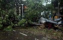 Giữa “bão” COVID-19, Ấn Độ lại hứng thêm thảm họa tồi tệ khác
