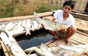 Báo cáo vụ cá chết hàng loạt trên sông Bưởi lên Thủ tướng