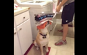 Chú chó giúp việc khiến ai cũng muốn "rước về nhà"
