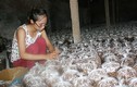 Cô gái trẻ khởi nghiệp trồng nấm chỉ với... 300.000 đồng