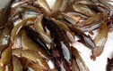 Kinh hoàng cá trê trắng bị cho ăn hóa chất thành cá trê vàng
