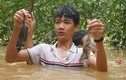Chùm ảnh: Ngụp lặn trong nước lũ săn món chuột đặc sản