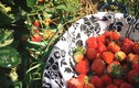 Phát thèm với vườn hoa quả sai lúc lỉu của bà mẹ Việt kiều