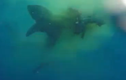 Cá mập xé xác... một con bò giữa đại dương