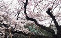 Chiêm ngưỡng hoa anh đào tuyệt đẹp trên đất nước Nhật Bản