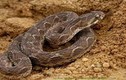 Sự thật rùng rợn về 11 loài rắn độc địa nhất 