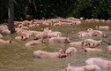 Hàng trăm con lợn ngụp lặn trong ao vì xe chở lật