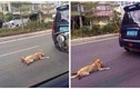 Phẫn nộ chú chó bị chủ kéo lê trên đường