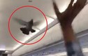 Video: Náo loạn vì chim bồ câu “đột nhập” khoang hành khách trên máy bay