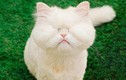 Dù bị mù, chú mèo Ba Tư vẫn thành idol MXH với biểu cảm lạ