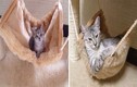 Ngạc nhiên với loạt ảnh trước và sau khi mèo trưởng thành