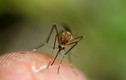 Sự thật sốc về loài muỗi đáng ghét chuyên hút máu người