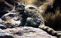 Khám phá loài mèo núi Andes cực hiếm và hung dữ 