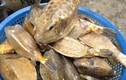 Khám phá loài cá bò hòm xấu nhưng hiếm của Phú Yên
