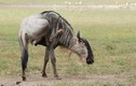 Điều ít biết về linh dương đầu bò có ngoại hình “độc dị”