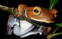 Giải bí ẩn về ếch ma cà rồng chỉ sống ở Việt Nam