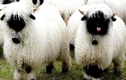 Loài cừu kỳ lạ có gương mặt “u tối”, được xem là “di sản“