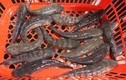 Khám phá ít ai hay về cá bống bớp, đặc sản Nam Định