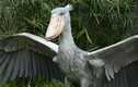 Những loài chim kỳ dị sở hữu chiếc mỏ “quái” nhất TGĐV