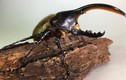 Điều kỳ thú về loài bọ mang tên lực sĩ, dài nhất thế giới 