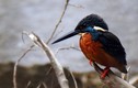 Khám phá loài chim bí ẩn, cực quý hiếm ở VN
