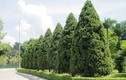 Sự thật bất ngờ cây tùng tháp trồng nhiều ở Việt Nam