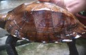Bất ngờ về rùa sa nhân quý hiếm của Việt Nam