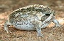 Lạ kỳ loài ếch mũm mĩm, phát ra âm thanh gào thét "ghê rợn"