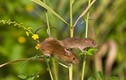 "Điểm" 3 loài chuột thường gặp nhất ở Việt Nam 