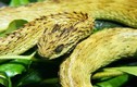 Kinh hoàng 10 loài rắn kỳ lạ nhất hành tinh ai cũng "khiếp vía"