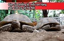 Video: Đàn rùa khổng lồ, mỗi con nặng gần 100 kg tại Hà Nội