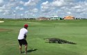 Mỹ: Thanh niên thản nhiên chơi golf khi thấy cá sấu bò qua