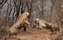 Hai mẹ con hổ tương tàn vì... tranh chấp lãnh thổ