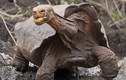 Cụ rùa “thánh giường chiếu” cứu cả giống loài chính thức... nghỉ hưu