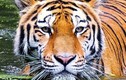 Loài hổ Bengal bị đe dọa sao nếu nước biển đột ngột dâng cao? 
