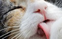 Giải mã thú vị: Tại sao mèo có thói quen tự liếm mình?