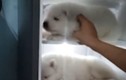 Video: Thanh niên Việt cho 3 chú cún cưng vào tủ lạnh