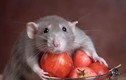 Video: Ăn thức ăn bị chuột gặm có bị sao không?