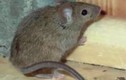 Video: Chỉ bằng 8 nguyên liệu trong bếp đảm bảo chuột biến mất