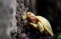 Cận cảnh rùa khổng lồ Galapagos bạch tạng: Loài siêu quý hiếm! 