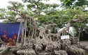 Ngắm siêu phẩm cây sanh trăm tuổi có rễ “khủng” như chân rồng