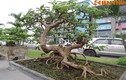 Ngắm bonsai ổi dáng thế siêu đẹp 