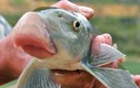Những loài cá “tiến vua” đắt đỏ được đại gia Việt săn lùng