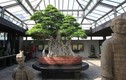 Chiêm ngưỡng 7 cây bonsai “thọ” nhất thế giới