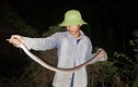 Ớn lạnh, nguy hiểm khi lén lút săn rắn độc ở miền Tây